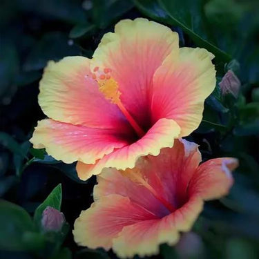 Hibiscus Seeds-Gold Powder