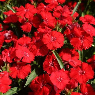 Rockin Red Dianthus Seeds