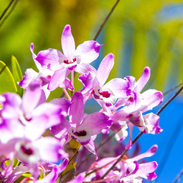 Orchid-Dendrobium Nobile