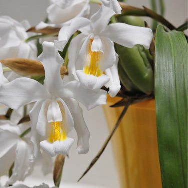 Orchid-Coelogyne Cristata