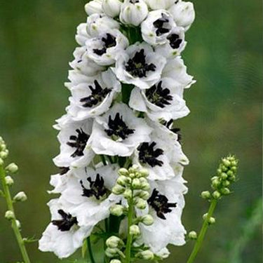 Delphinum Seeds-Black Knight