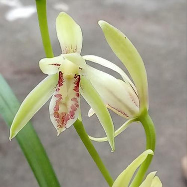 Cymbidium Ensifolium
