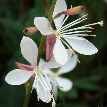Sparkle White Gaura Seeds