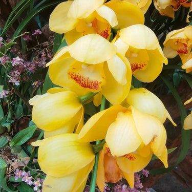 Cymbidium Goeringii