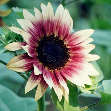 Sunflower Seeds-Cherry Rose