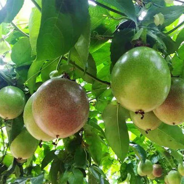 Passion Fruit Flower Seeds for Planting