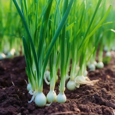 Common Garlic
