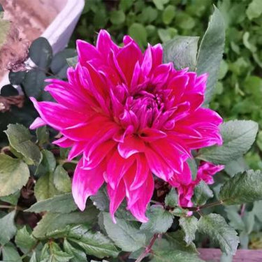 Dahlia Seeds-Collarette