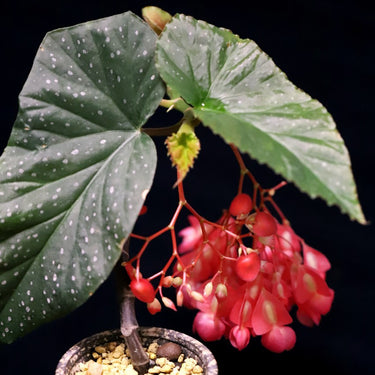 Begonia maculata