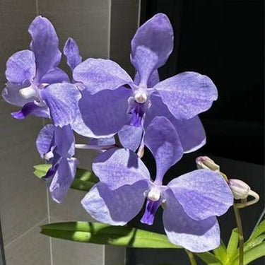 Orchid-Vanda Coerulea