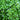 Close-up of round Corsican mint leaves and tiny flowers