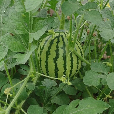 Watermelon, Mini-Me Hybrid