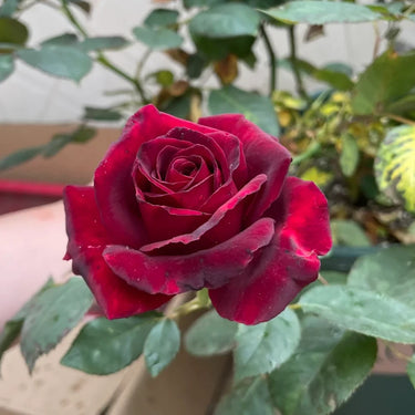 Black Baccara Rose Seeds
