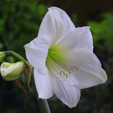 Hippeastrum Seeds-Wedding Dance