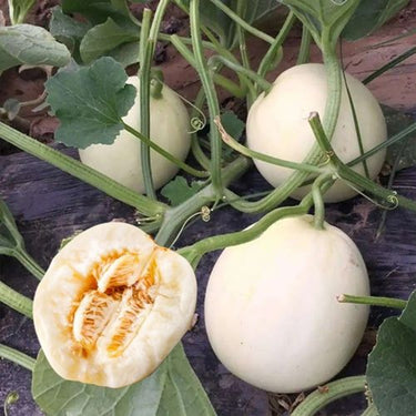 Bai Mibao Taiwan Melon Seeds – White Thin-Wall Muskmelon