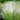 Mexican Feather Grass Seeds - fine foliage and seed heads