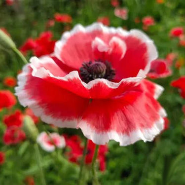 Papaver Rhoeas Seeds-Rose Poppy