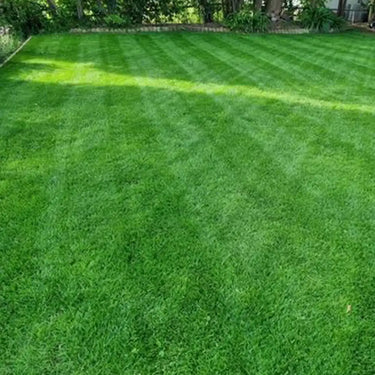 Perennial Ryegrass Seed