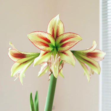 Hippeastrum Seeds-Dragonfly