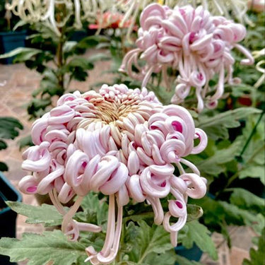 Chrysanthemum Seeds-Purple Dragon Sleeping on Snow