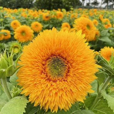 Sunflower Seeds-Teddy