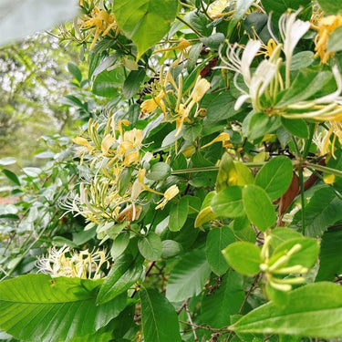 Lonicera, Scentsation