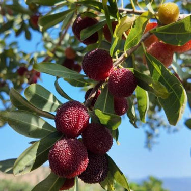 Myrica Rubra Seed – Red Bayberry Sweet Healthy Juicy Fruit