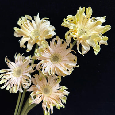 Shangri-La Barberton Daisy Seeds
