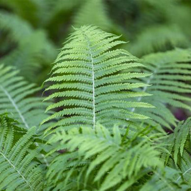 Fern, Ostrich