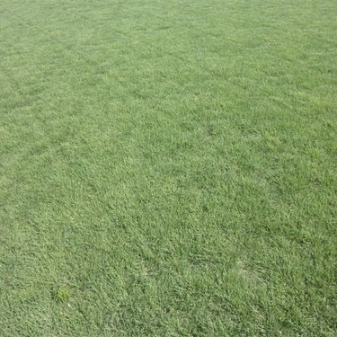 Buffalograss Seed