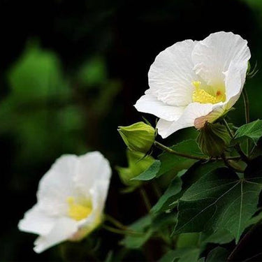 Hibiscus Seeds-Single-petal White Hibiscus