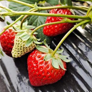 Mignonette Strawberry Seeds
