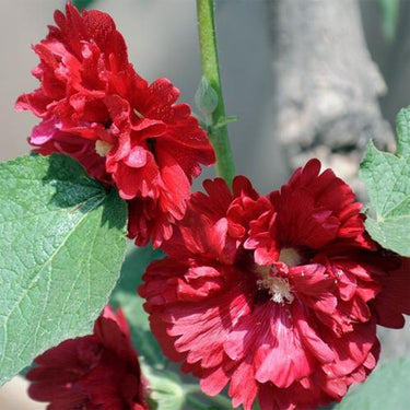 Hollyhock Seeds-Scarlet Flame