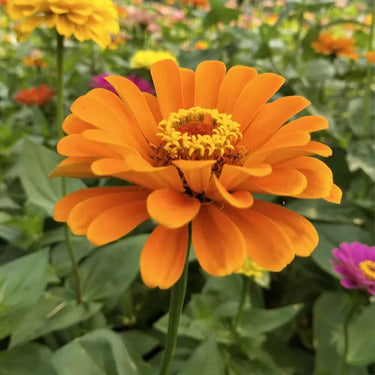 Zinnia Seeds-Preciosa Orange