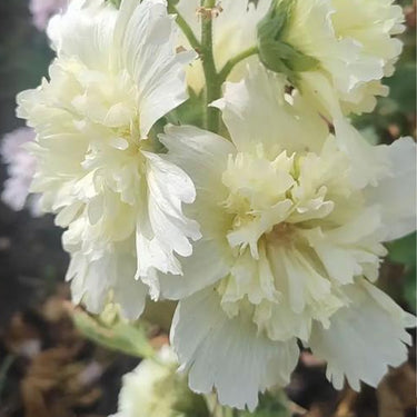 Hollyhock Seeds - Bridal White