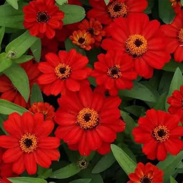 Zinnia Seeds-Profusion Cherry