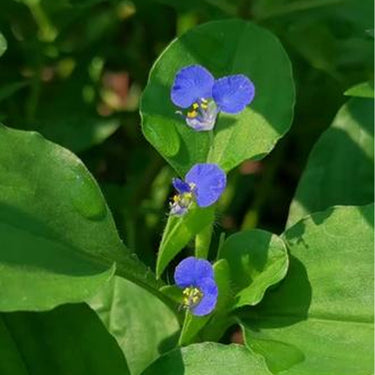 Benghal Dayflower