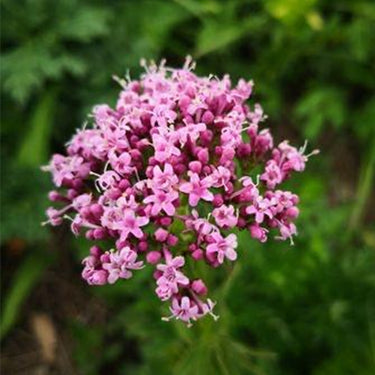 Valerian (Official)