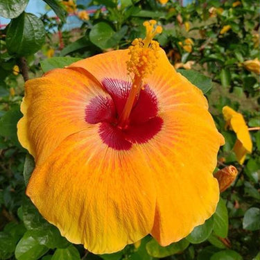 Hibiscus Seeds-Fire Eyes