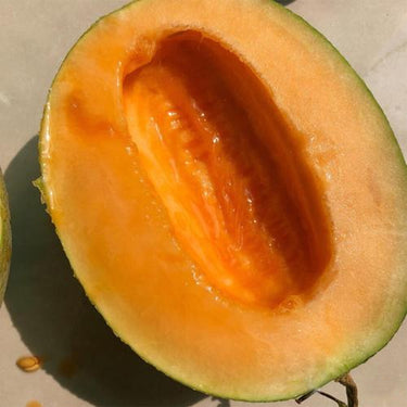 Minnesota Midget Muskmelon – Great for Containers Sweet Easy to Grow