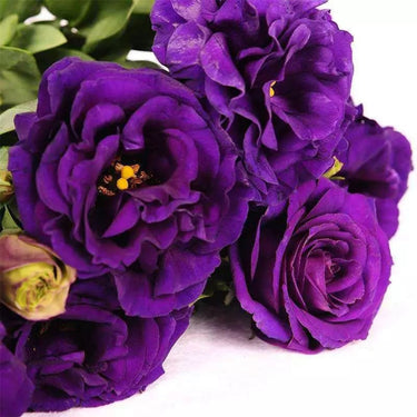 Lisianthus Seeds-Rosita II Blue