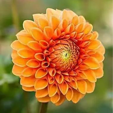Dahlia Seeds-BallPompon