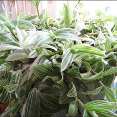 Tradescantia Zebrina'Discolor'