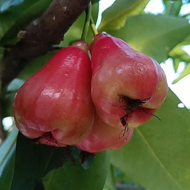 Wax Apple