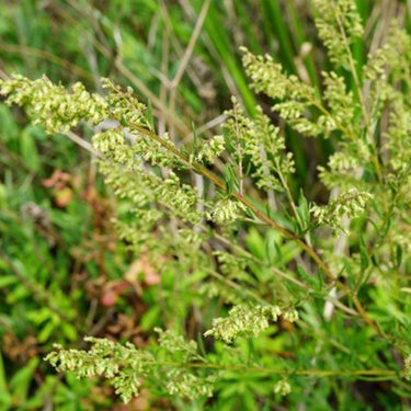 Japanese Wormwood