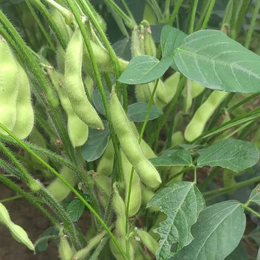 Edamame