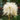 Chrysanthemum Seeds-Pine Needle