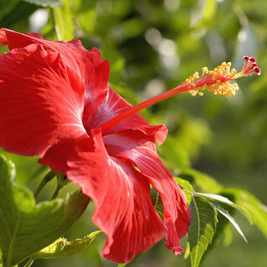 Hibiscus Seeds-Orange Hibiscus