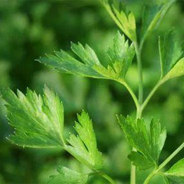 Parsley, Single Ltalian