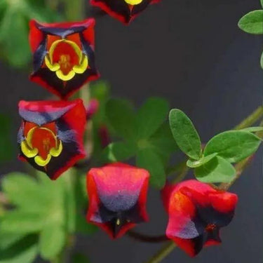 Nasturtium Seeds-Tropaeolum Tricolor